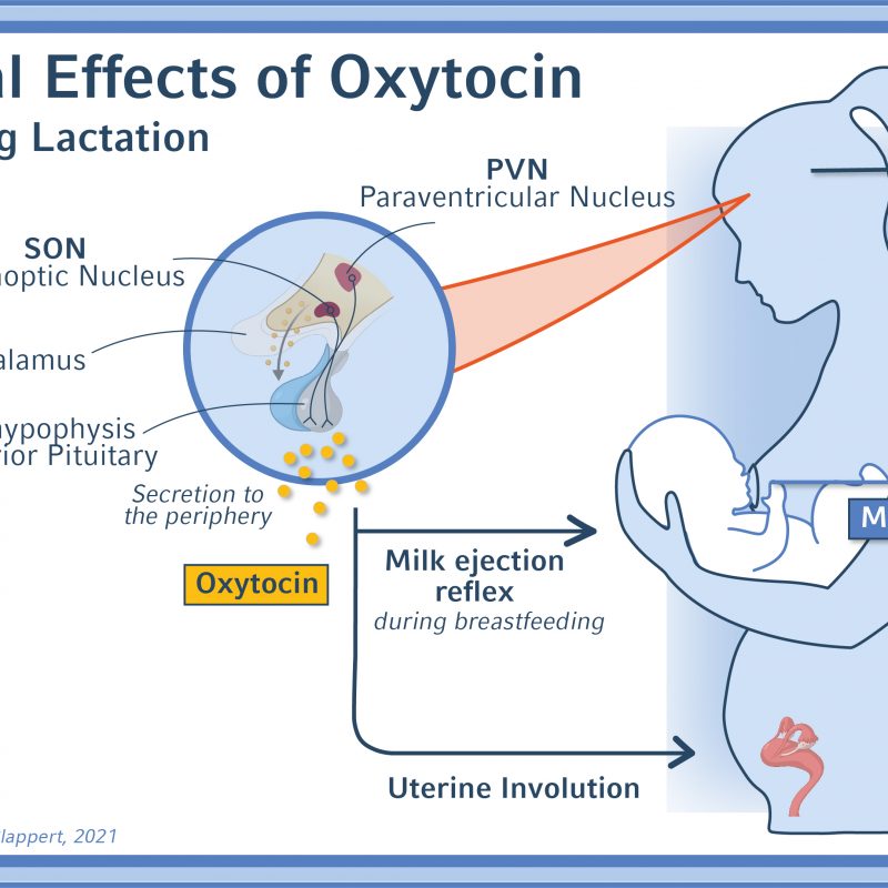 MOOC_U1_V4_G1_Oxytocin