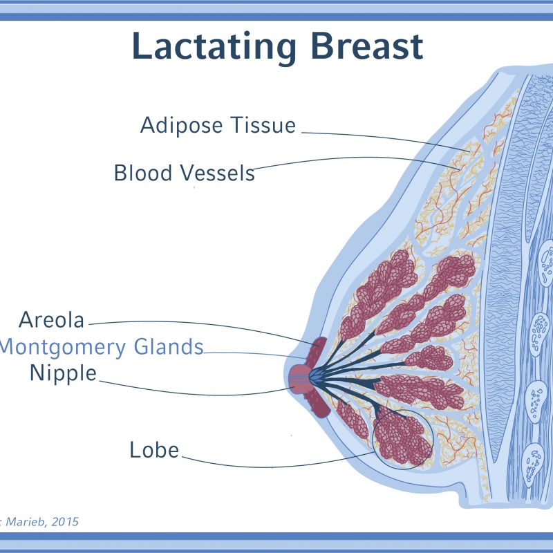 MOOC_U1_V5_G3_LACTATINGbreast_FEEDBACK