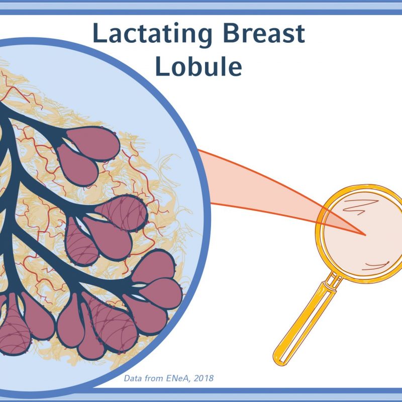 MOOC_U1_V5_G4_2_LACTATINGbreastlobule_FEEDBACK_2