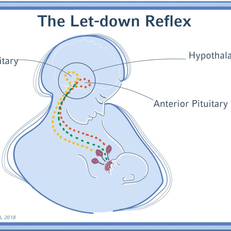 MOOC_U1_V5_G6_letdownreflex